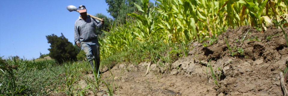 Preocupación en el agro por grave déficit hídrico que afecta a Ñuble