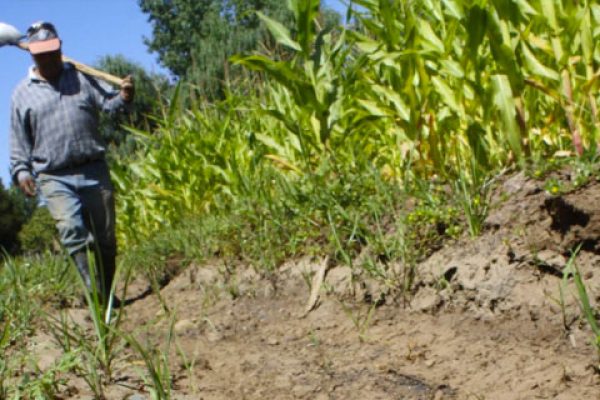 Preocupación en el agro por grave déficit hídrico que afecta a Ñuble